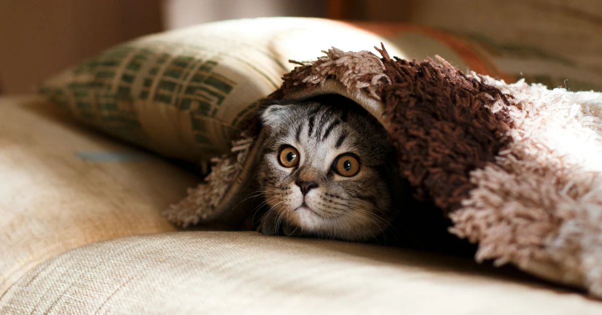 Top AliExpress Accessories for Pet Owners (Useful & Affordable 2026 Picks)